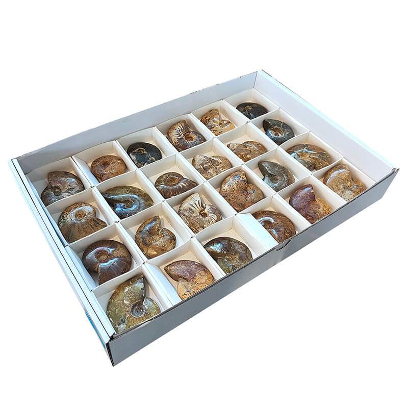 Lote Ammonites pulido (bandeja 24u)
