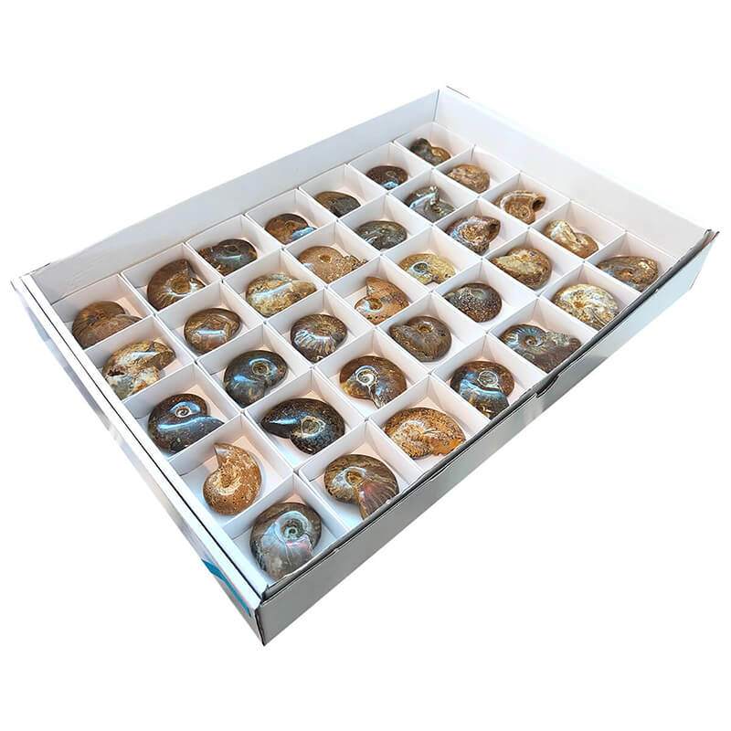 Lote Ammonites (bandeja 35u)