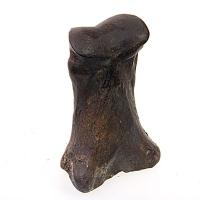 Horse Bone Fossil