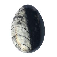 Huevo Orthocera 50mm