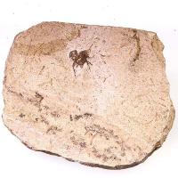 Insecto Fósil Brasil.