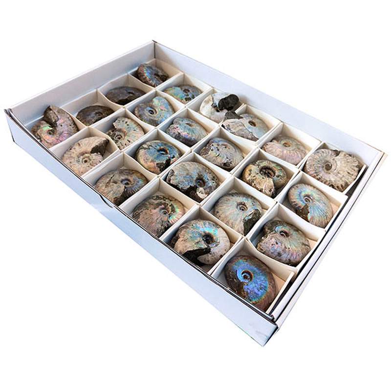 Lote Ammonites iridiscente (bandeja 24u)