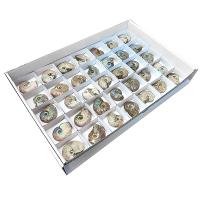 Lote Ammonites iridiscente (bandeja 35u)