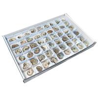 Lote Ammonites iridiscente (bandeja 54u)