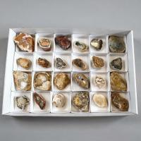 Lote Xilópalo Tronco Fósil una cara pulida (24u)