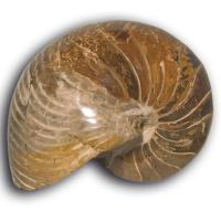 Nautilus (13 x 15 cm)