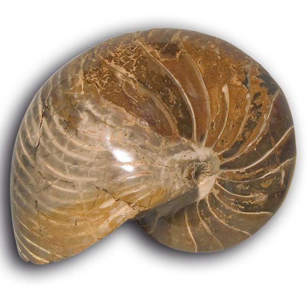 Nautilus (13 x 15 cm)