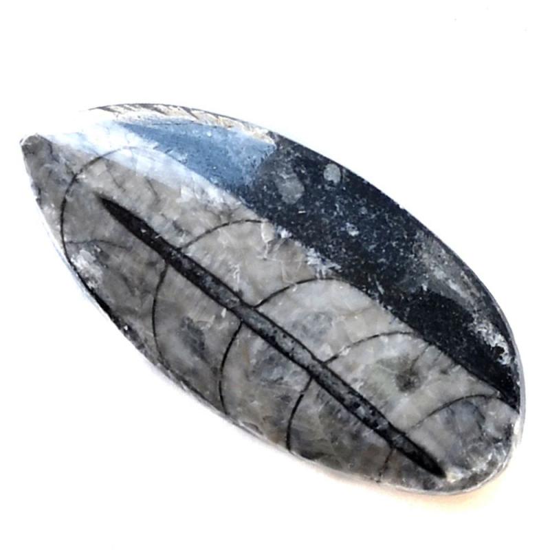 Orthocera Placa 14cm