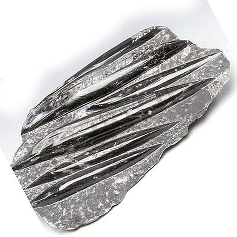 Orthocera 50cm