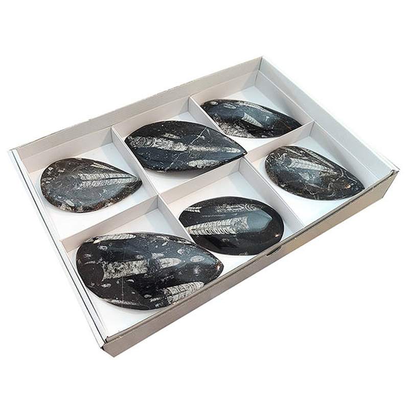 Orthocera lot (6u tray)