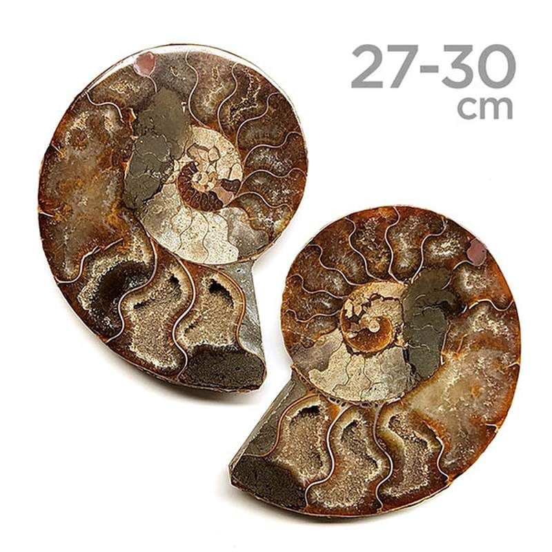 Ammonites Pulidos Pareja 27-30cm