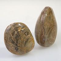 Pelecyora