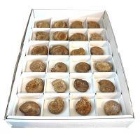 Lote Perisphinctes (bandeja 24u)