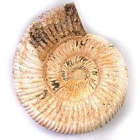 Perisphinter Big