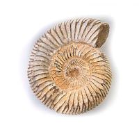 Perisphincter mediano
