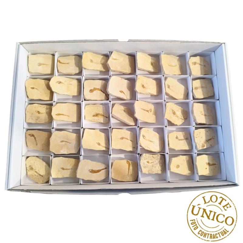 Lote Pez Fósil (Brasil) 35u.