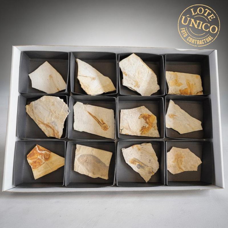 Lote Pez Fósil. Lycoptera (12un.)