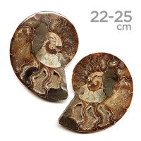 Ammonites Pulidos "Pareja 22-25cm"