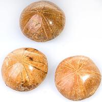 Jurasic Pygurus