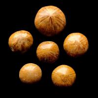 Pygurus 2-3cm. Madagascar. Set 10u.
