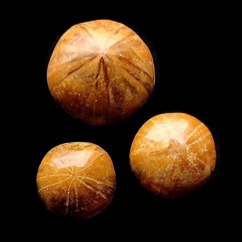 Pygurus 3-5 cm. Madagascar. Set 5u.