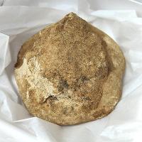 Pygurus Natural (8cm) PRECIO/UNIDAD