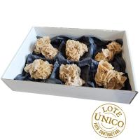 Desert Rose Set (Tunisia) (6un)
