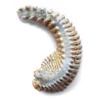 Rostellum Bivalva