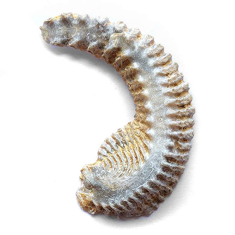 Rostellum Bivalva