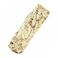 Salvia 10cm (Precio por Unidad)