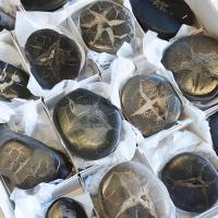 Septaria pulida. Lote 18 Un.