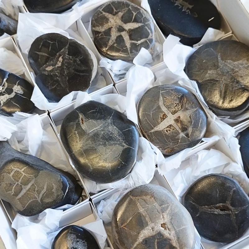 Septaria pulida. Lote 18 Un.