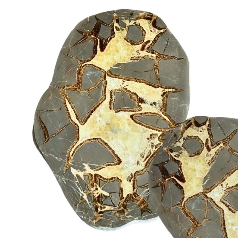 Plaque Septaria (20-22cm)