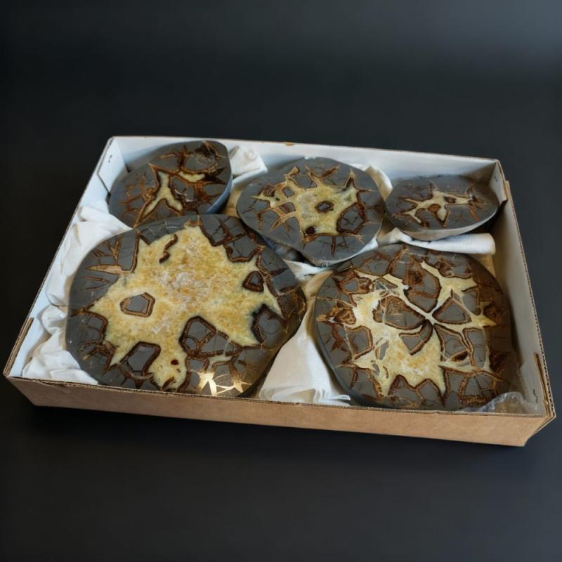 Septaria pulida. Lote 5 Un.