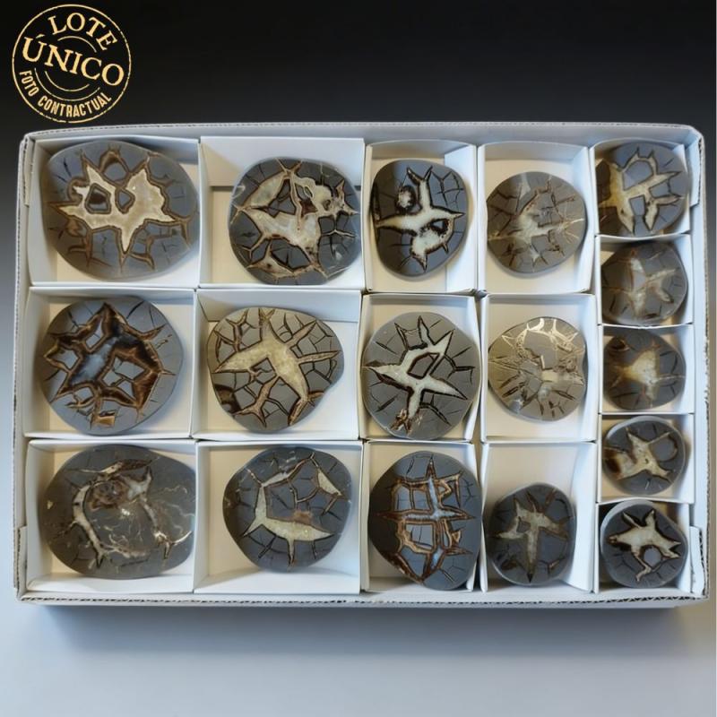 Septaria polie. Lot 17 Un.