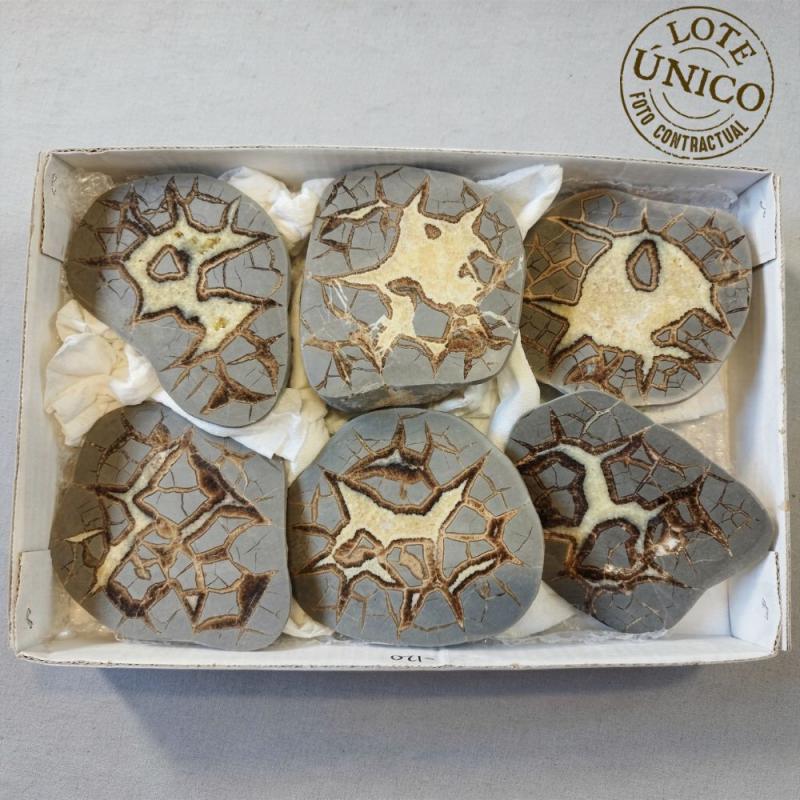 Septaria polie. Lot 6 Un.