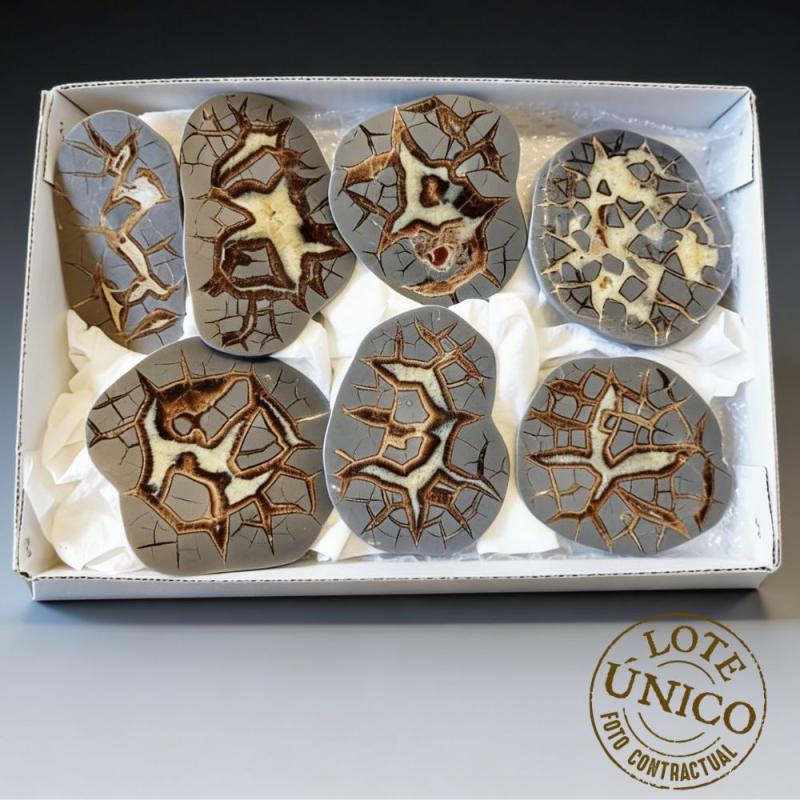 Septaria polie. Lot 7 Un.