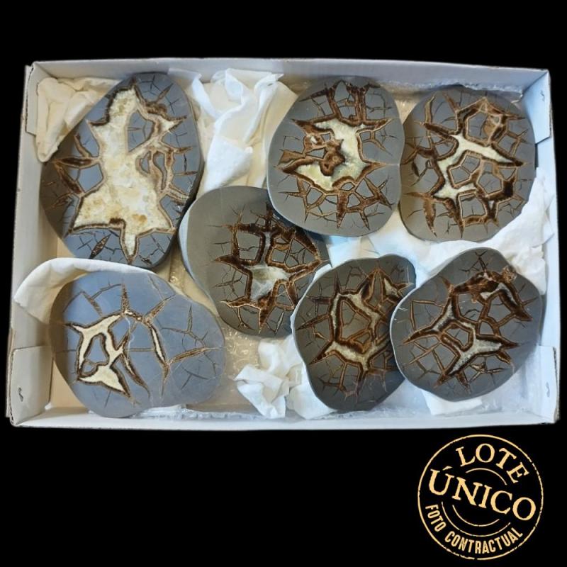 Septaria polie. Lot 7 Un.