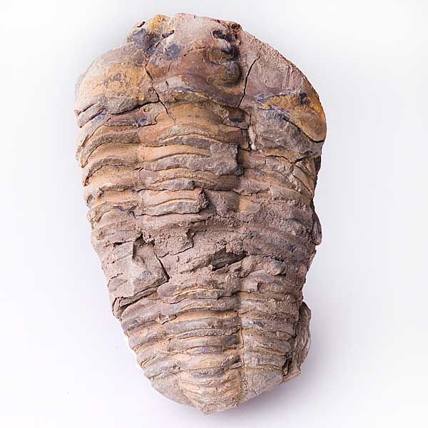 Trylobites