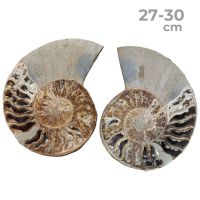 Ammonites Polies Paire 27-30cm. En boîte.