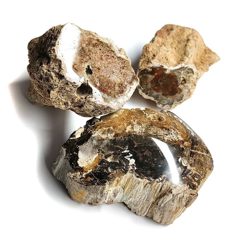 Petrified Fossil Wood (2 polished faces)
