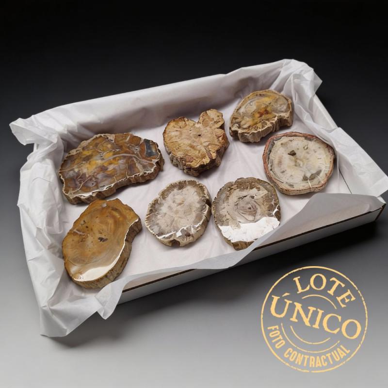 Lot Bois Fossile une face polie (plateau 7u)