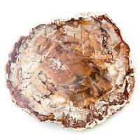 Bois Fossile Feuille Fine