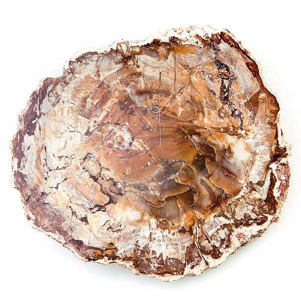 Petrified Fossil Wood
