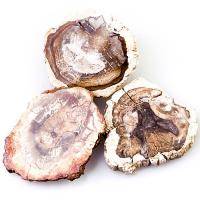 Xilópalo Raices Mini